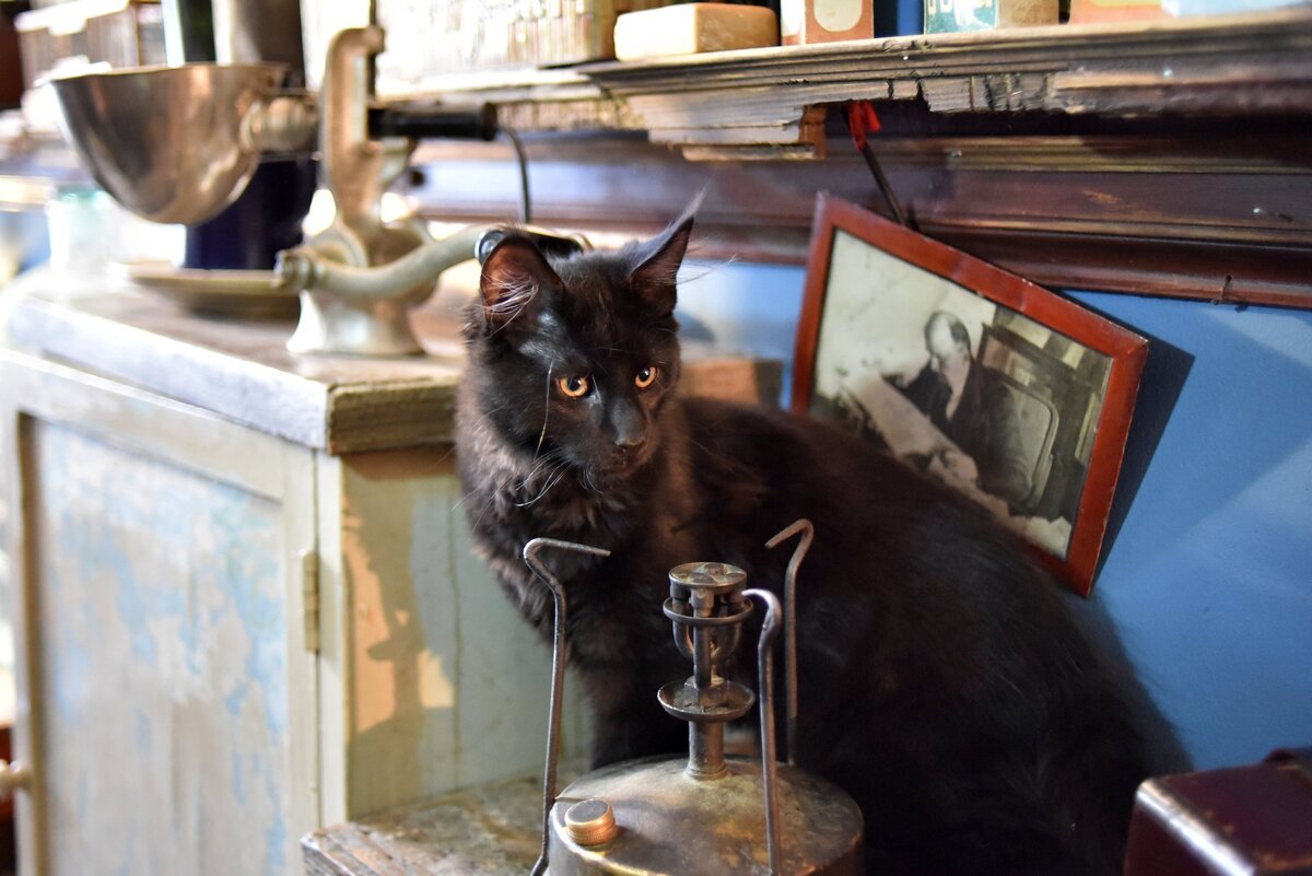 Кот Бегемот из мастера и Маргариты