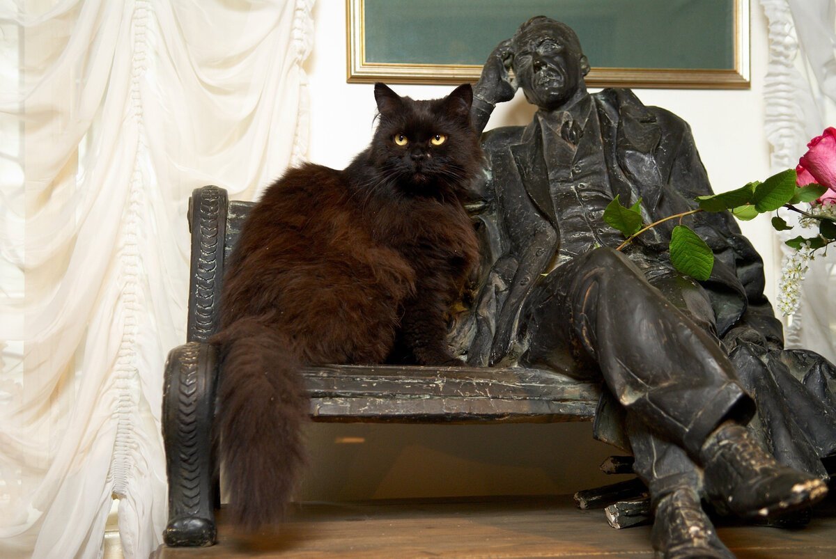 Фото кот бегемот картинки