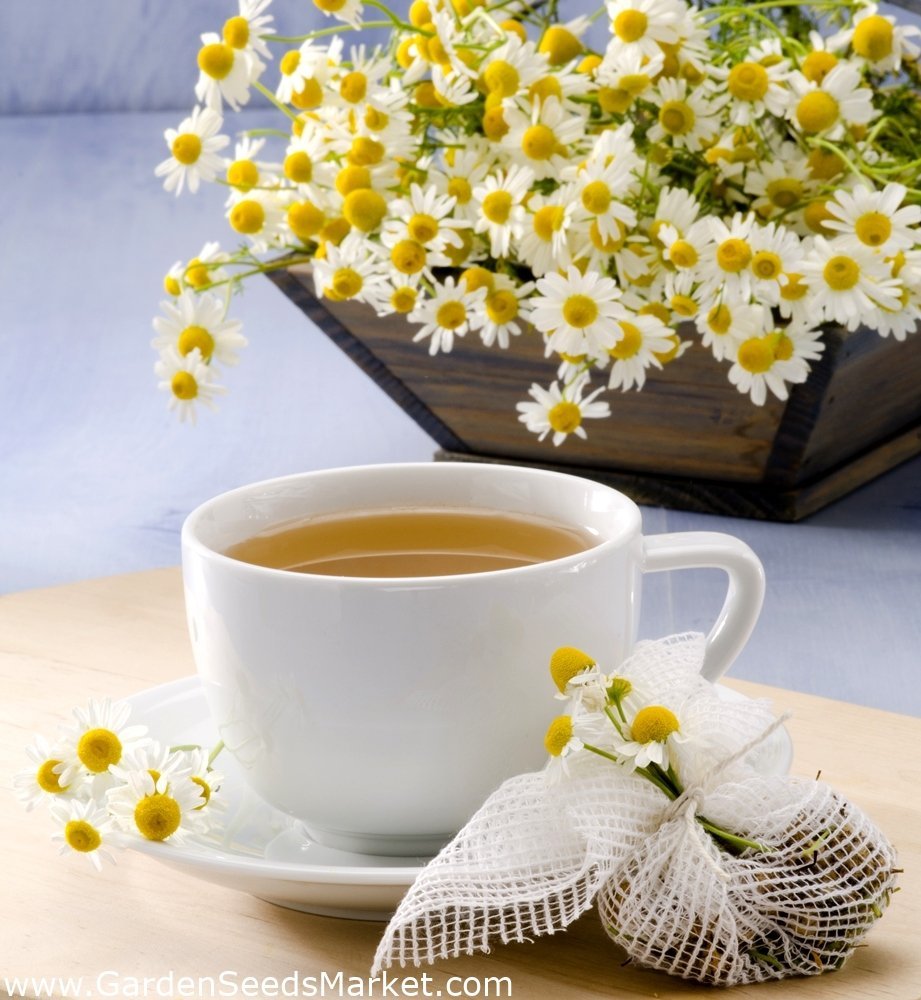 Чашка кофе и ромашки