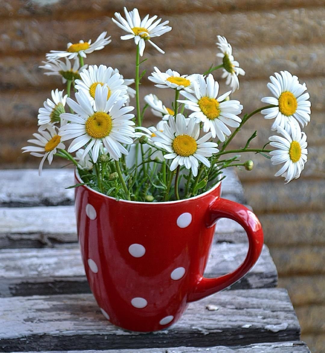 Чай "Ромашка"