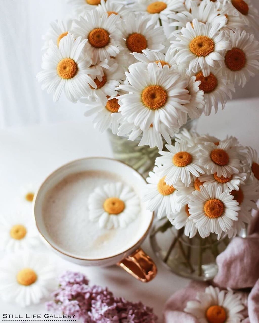 Ромашки утром