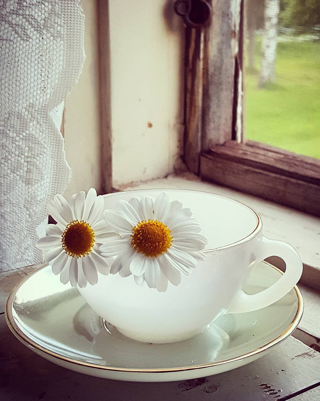 Чай "Ромашка"