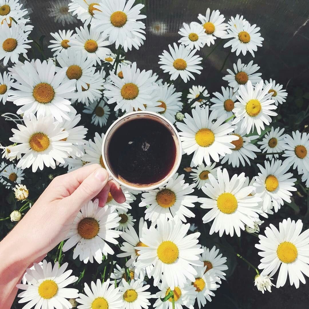 Кофе и ромашки картинки