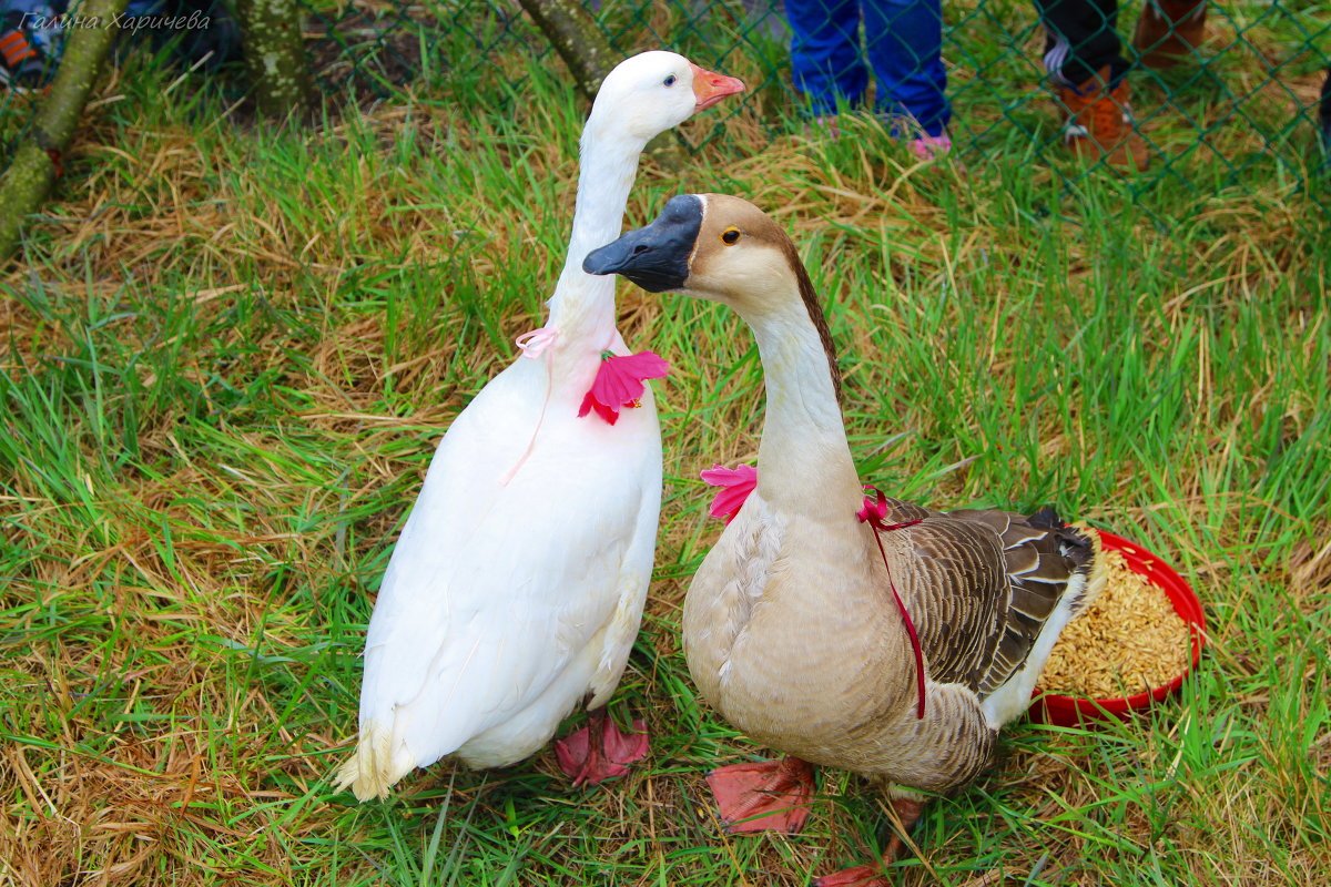 Гуси для декупажа