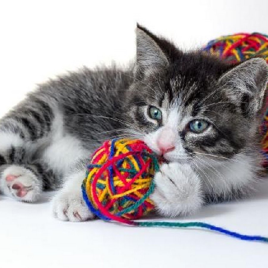 Kitten and a Ball
