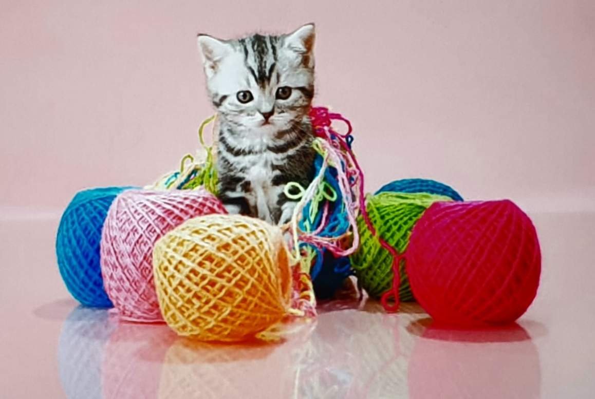 Киса запуталась в нитках