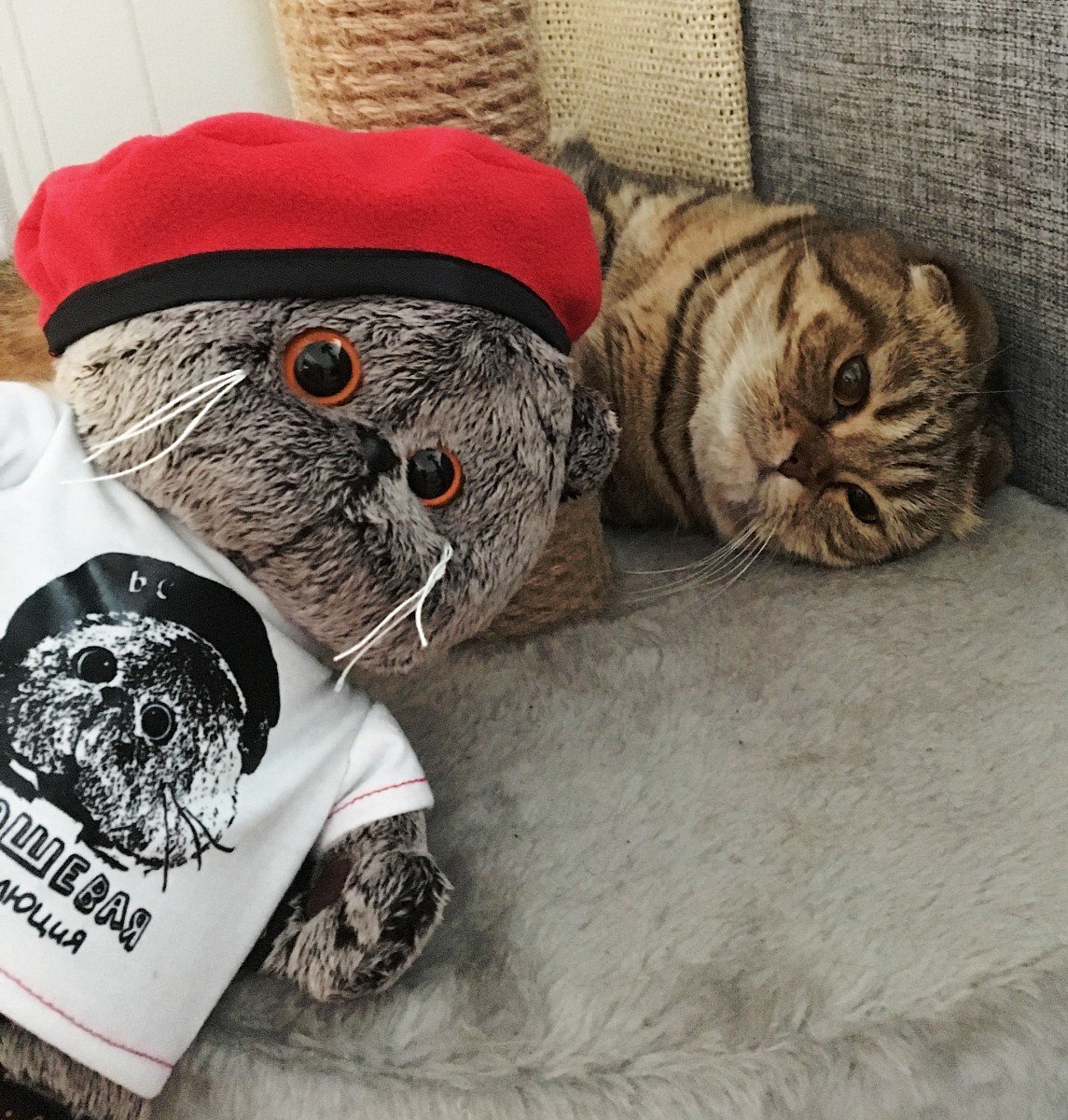 Кот Басик царь