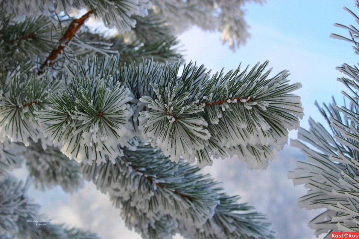 Сосновая ветка в снегу