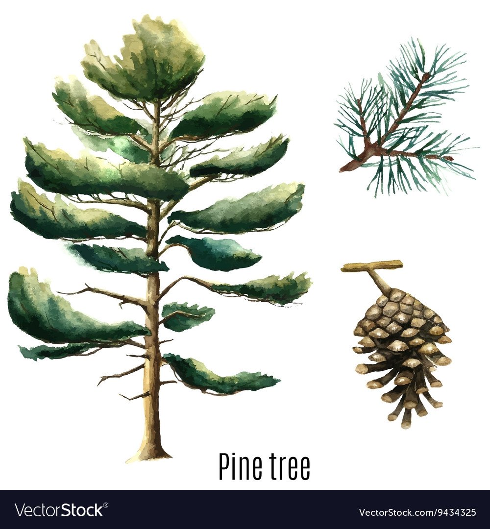 Рисунки акварелью хвойными деревьями