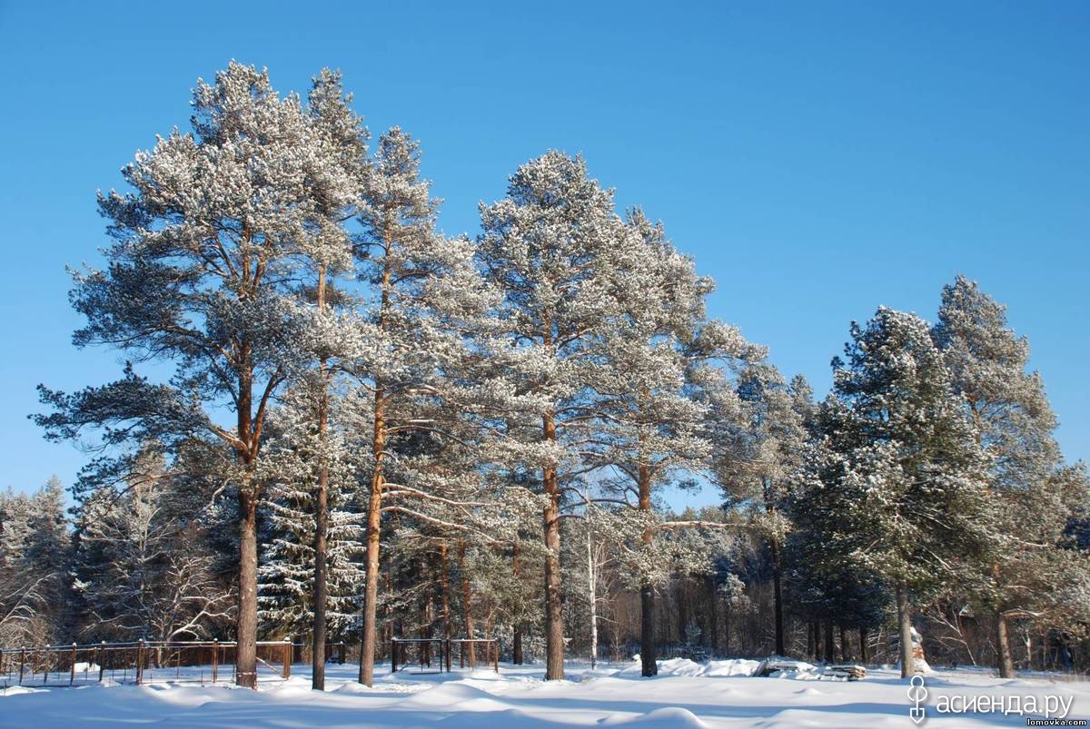 Сосна зимой