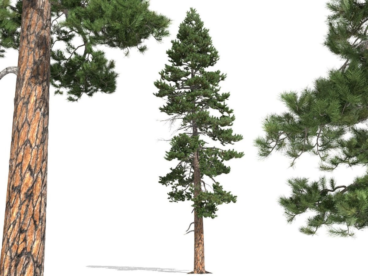 Пихта Сибирская ХМАО