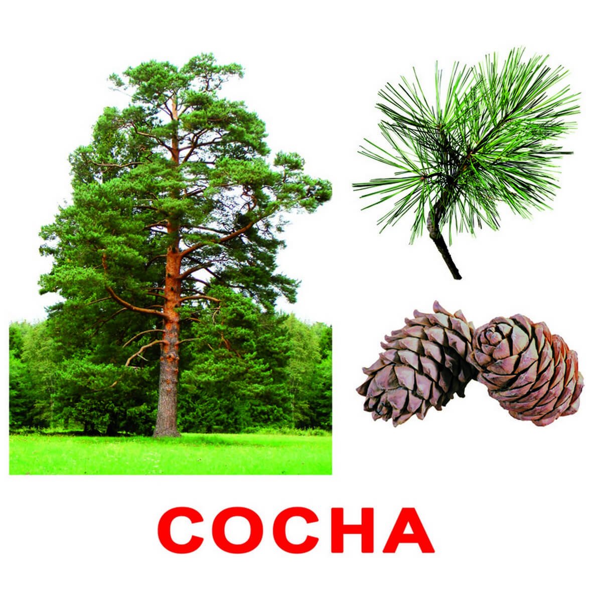 Сосны вид снизу