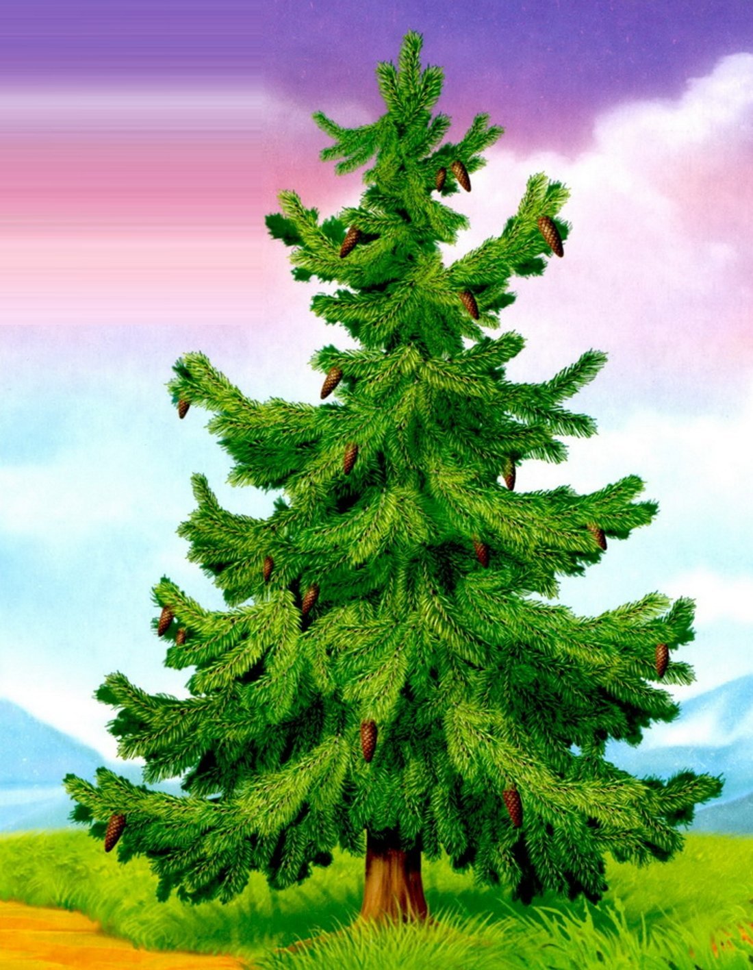 Пихта ель сосна Секвойя