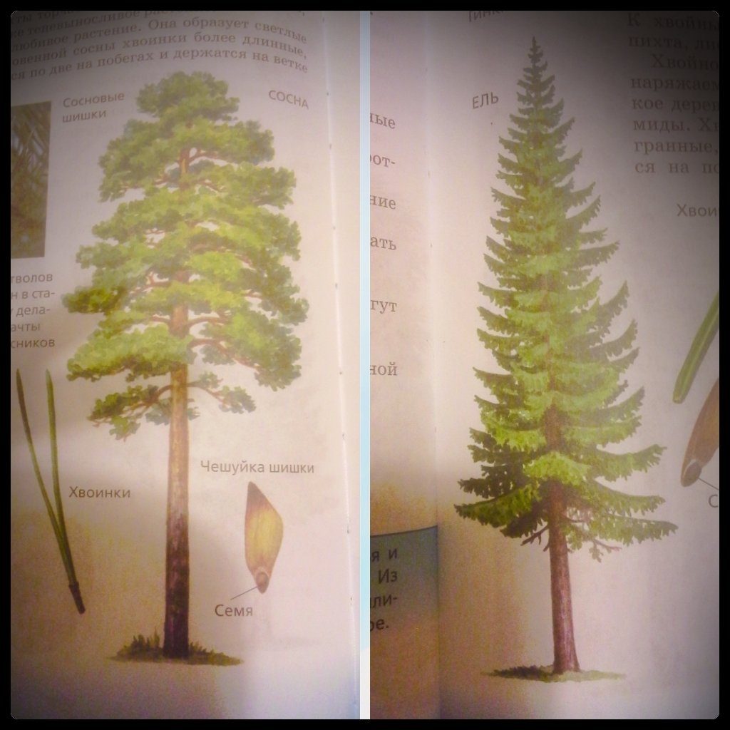 Сосна рисунок для детей