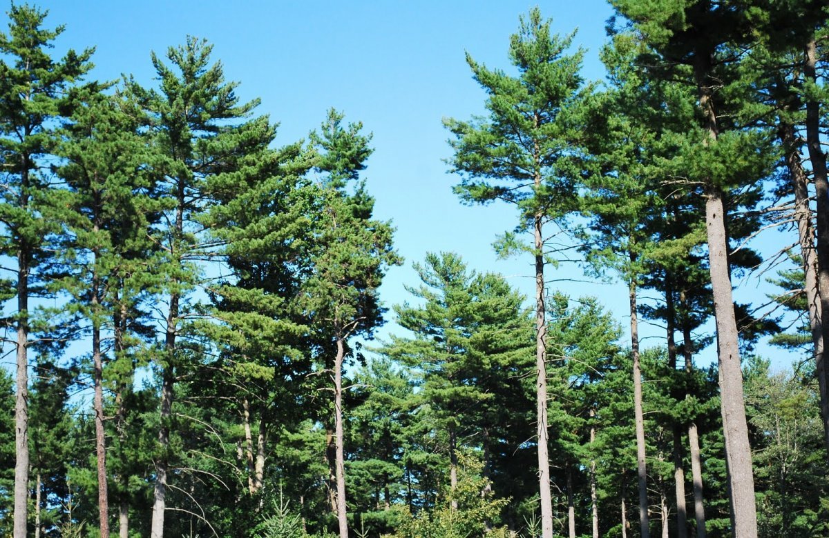 Ель шишки и хвоинки окружающий мир