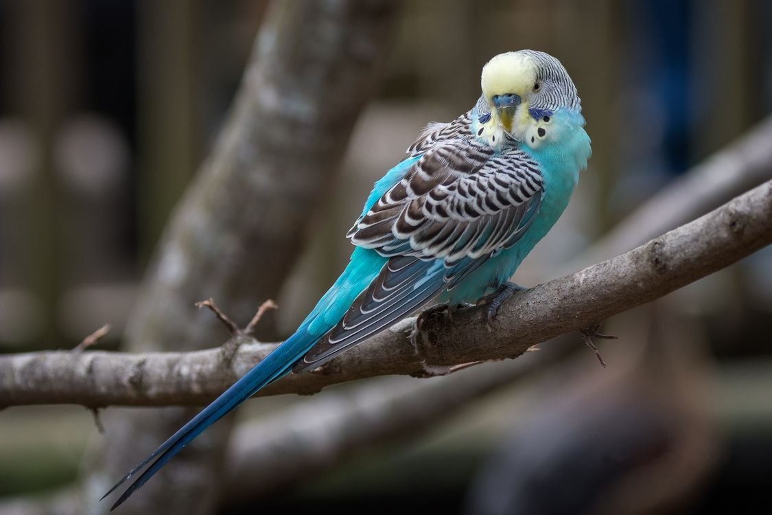 Волнистый попугай Арлекин