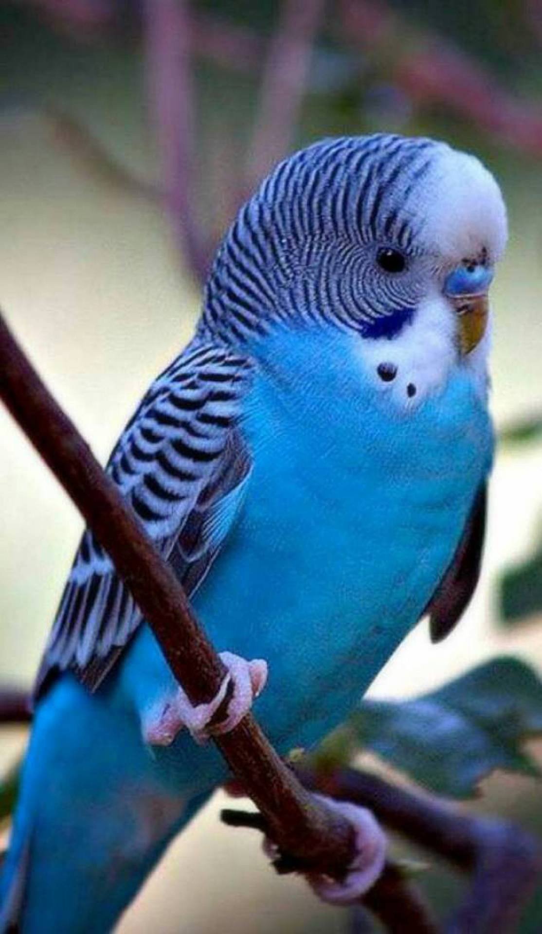 Волнистые попугаи получехи