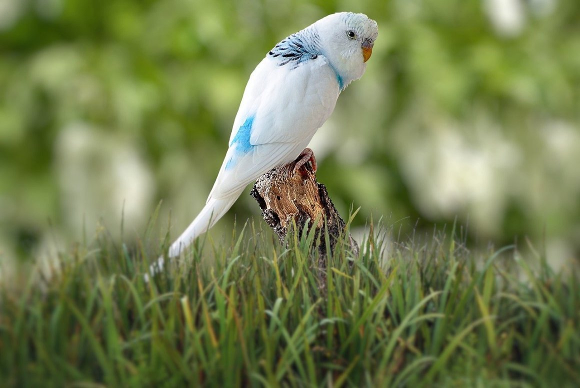 Волнистые попугайчики альбиносы