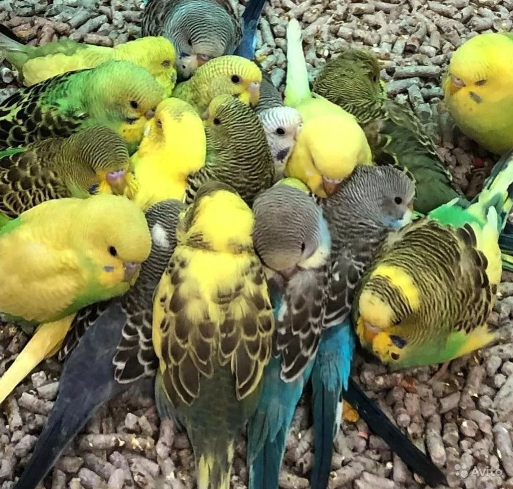 Волнистый попугайчик волнистый попугайчик