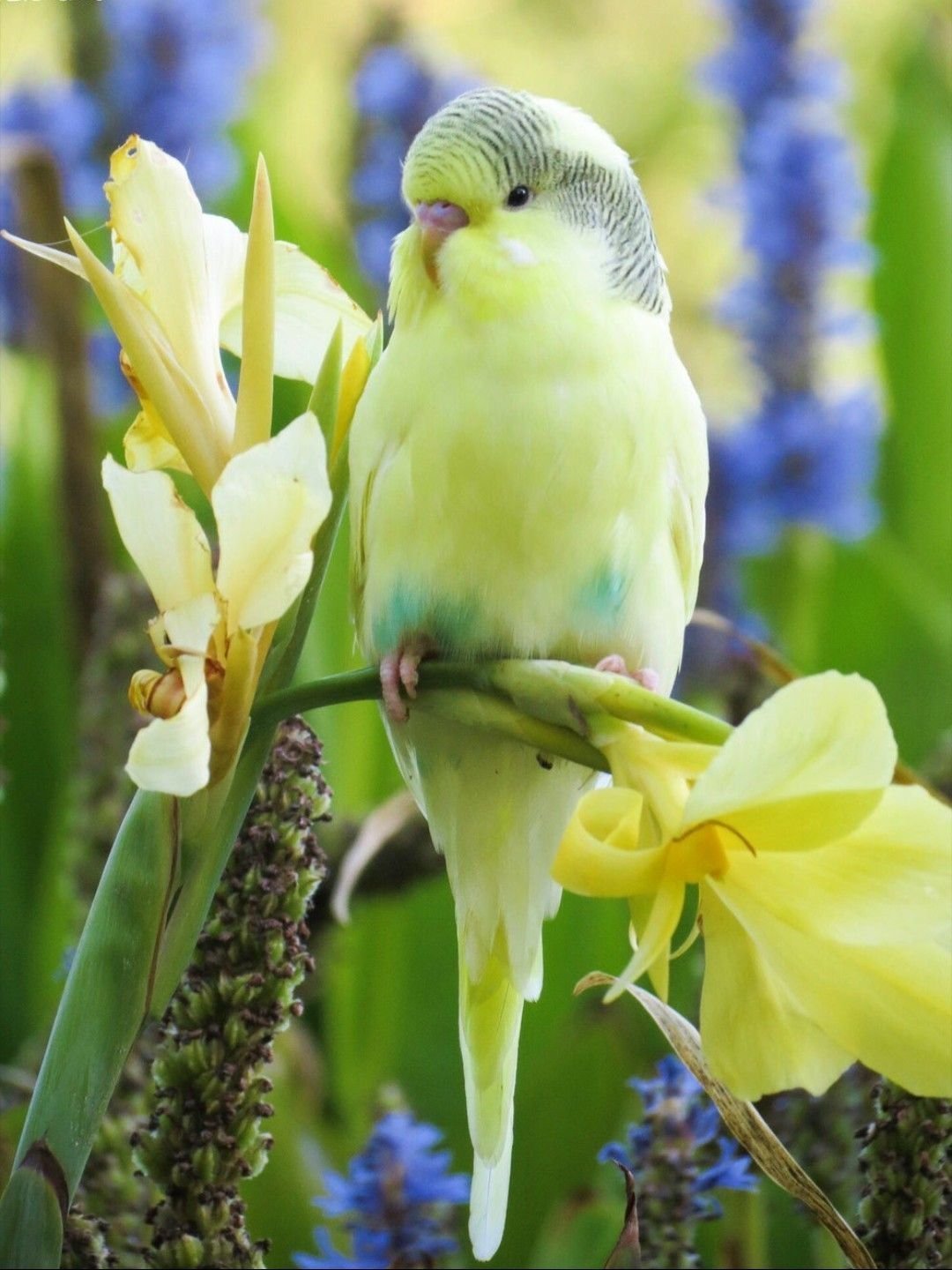 Попугаи волнистые попугайчики