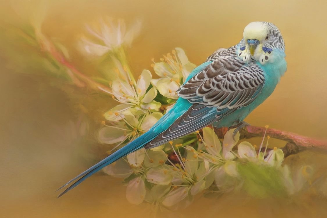 Волнистый попугайчик фиолетовый