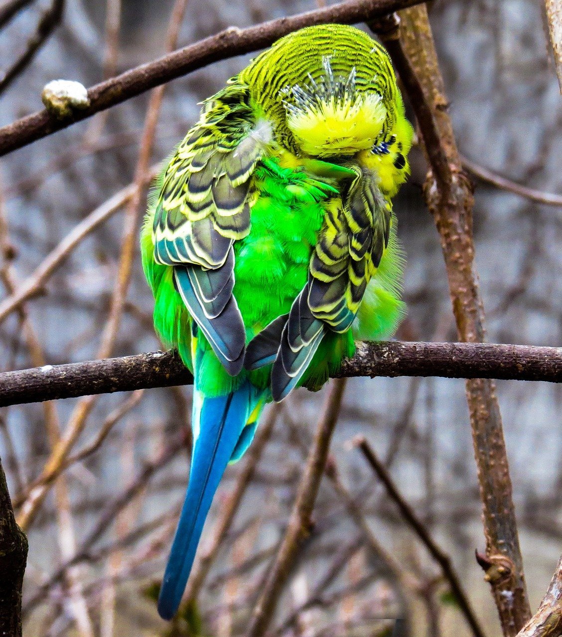Изумрудный волнистый попугайчик