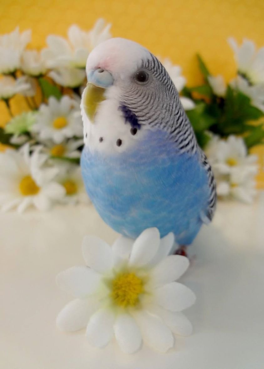 Волнистый попугайчик разноцветный