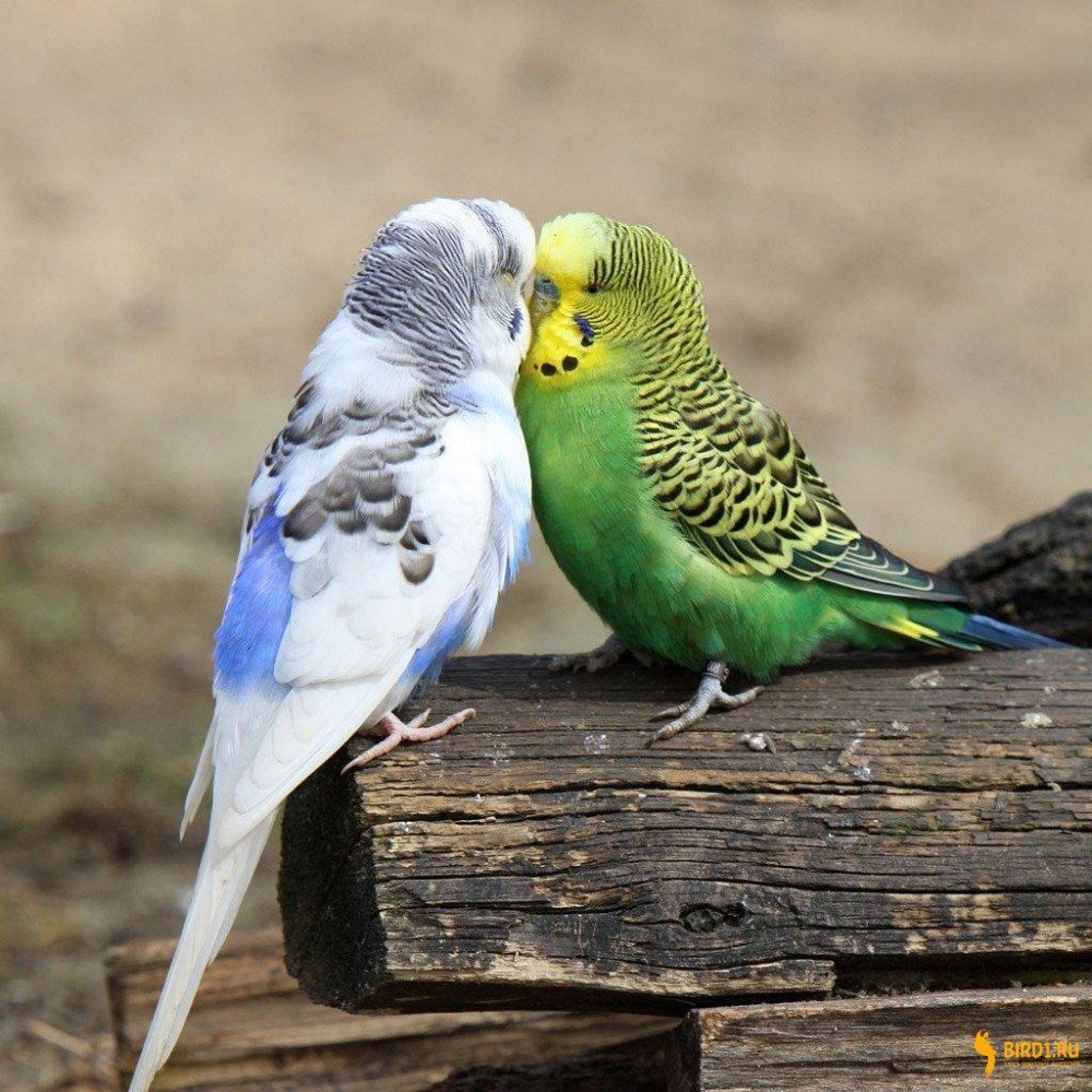 Попугайчики волнистики