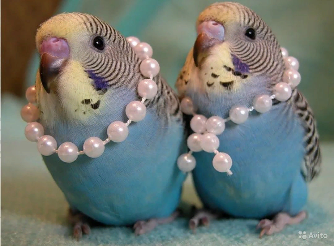 Волнистый попугай милый