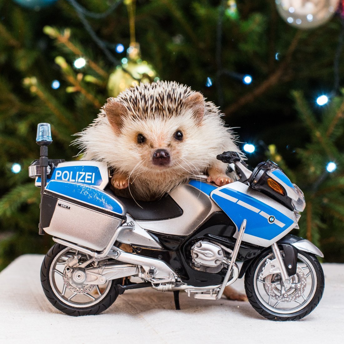 Aida Zamora иллюстрации Baby Fox