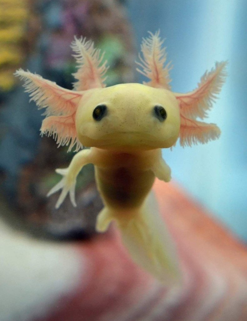 Аксолотль мексиканской амбистомы