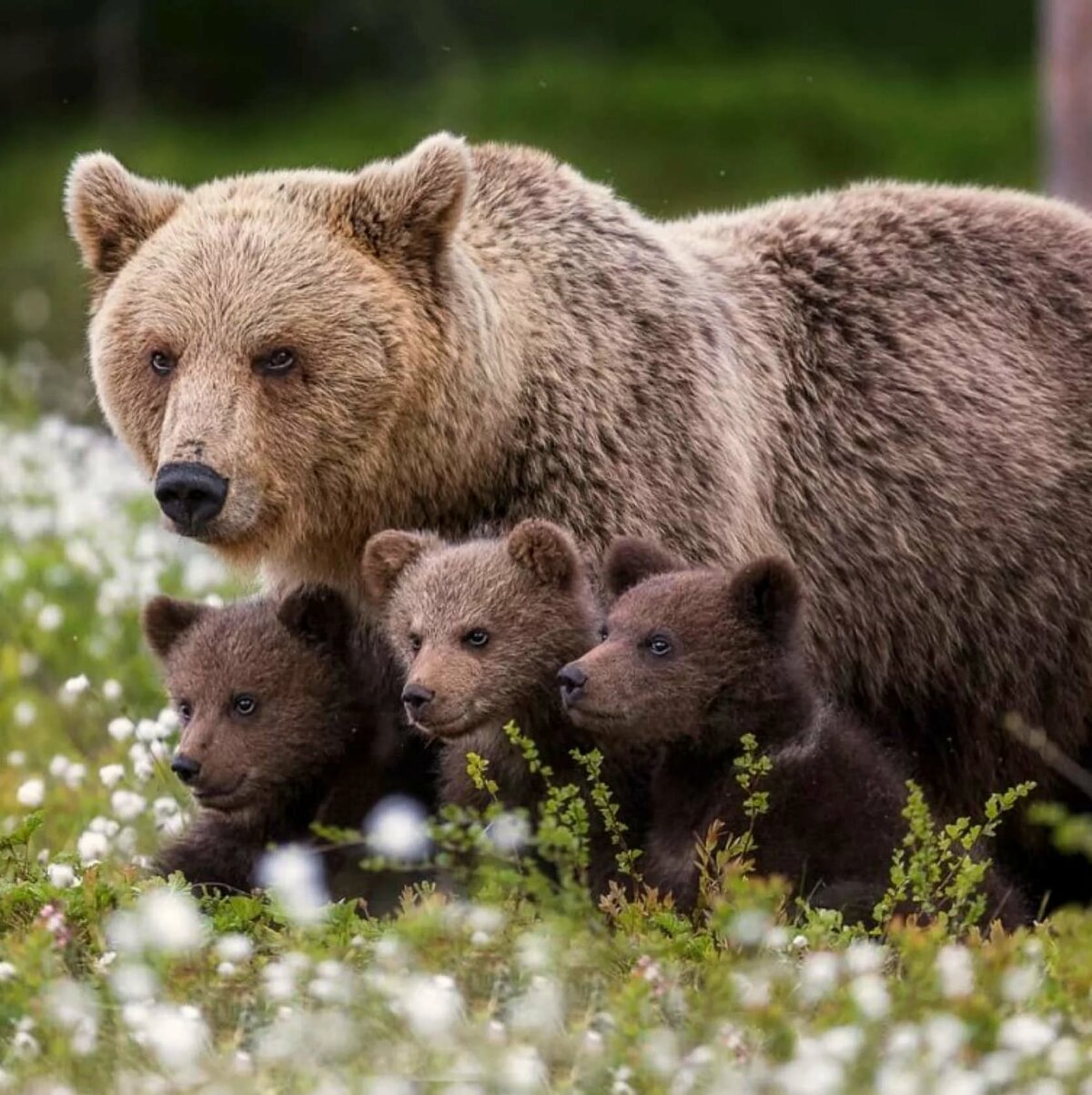 Медведица с медвежатами