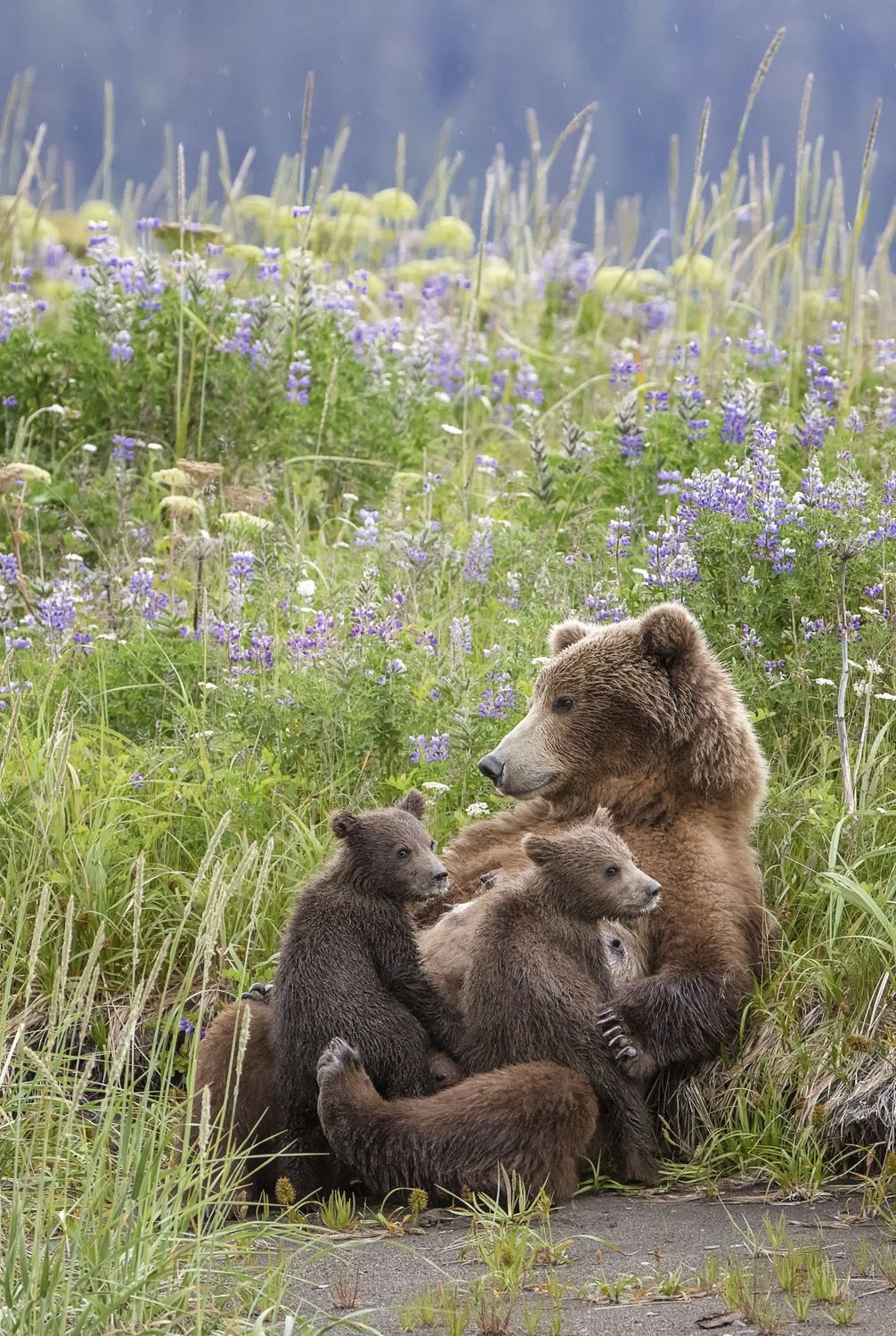 Медведица с медвежатами
