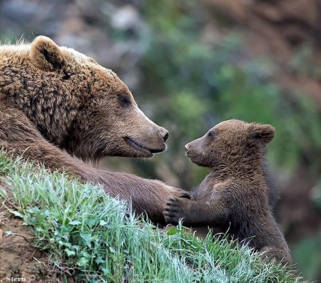 Медведица с медвежатами фото