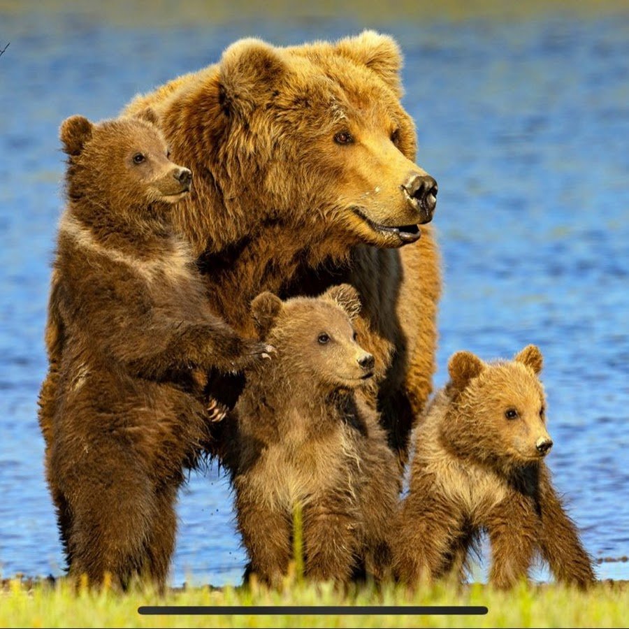 Семья медведей