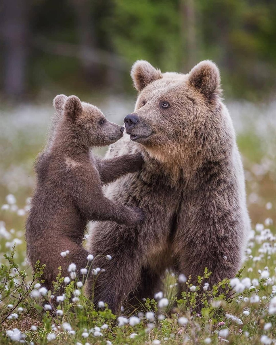 Бурый медведь Детеныши