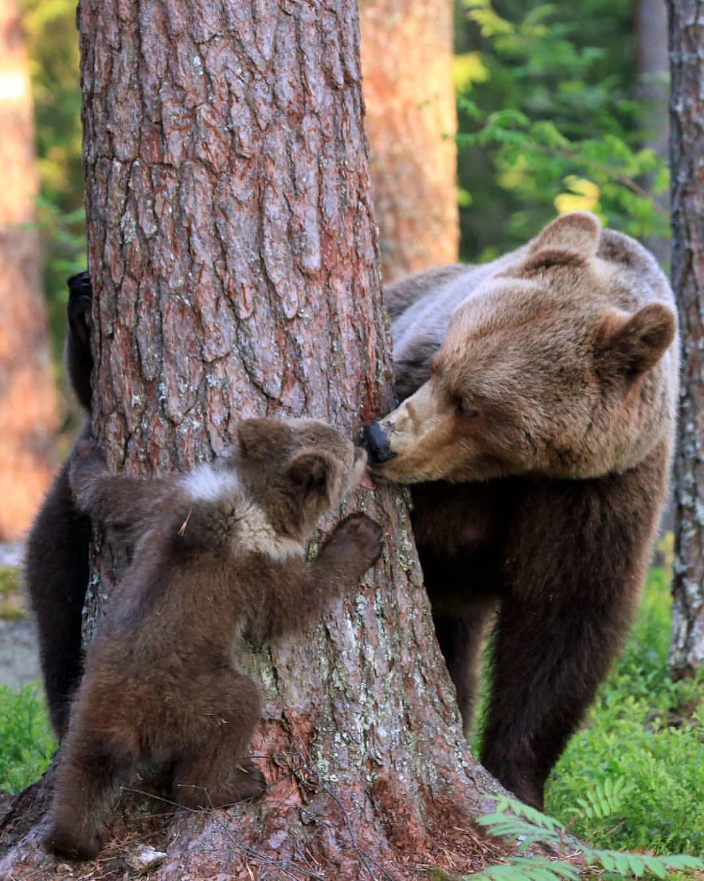 Медведь с медвежонком