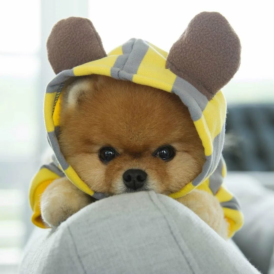 Шпиц jiffpom