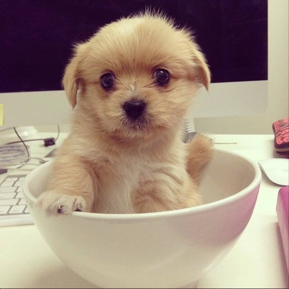 Классные собачки миленькие