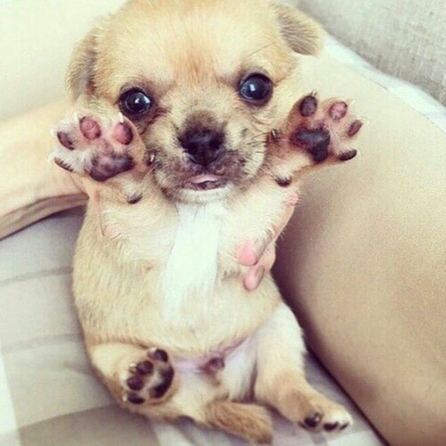 Карликовый шпиц флаффи