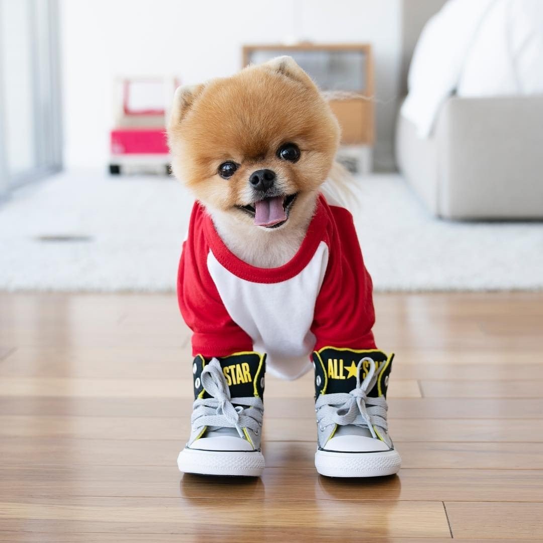 Шпиц jiffpom