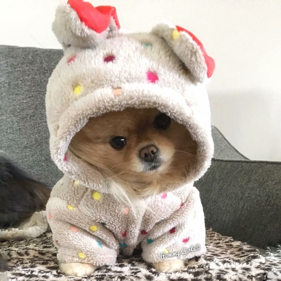 Померанский шпиц одетый