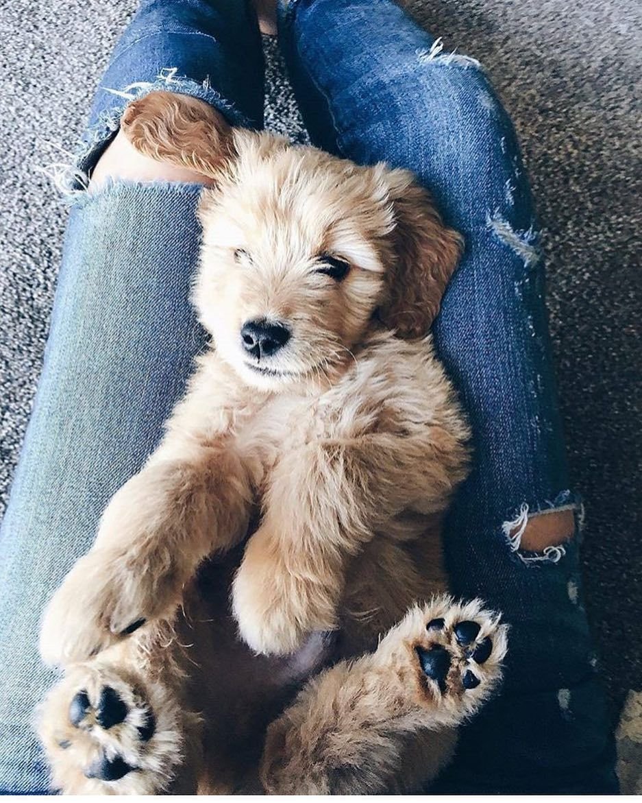 Самые милые песики на планете