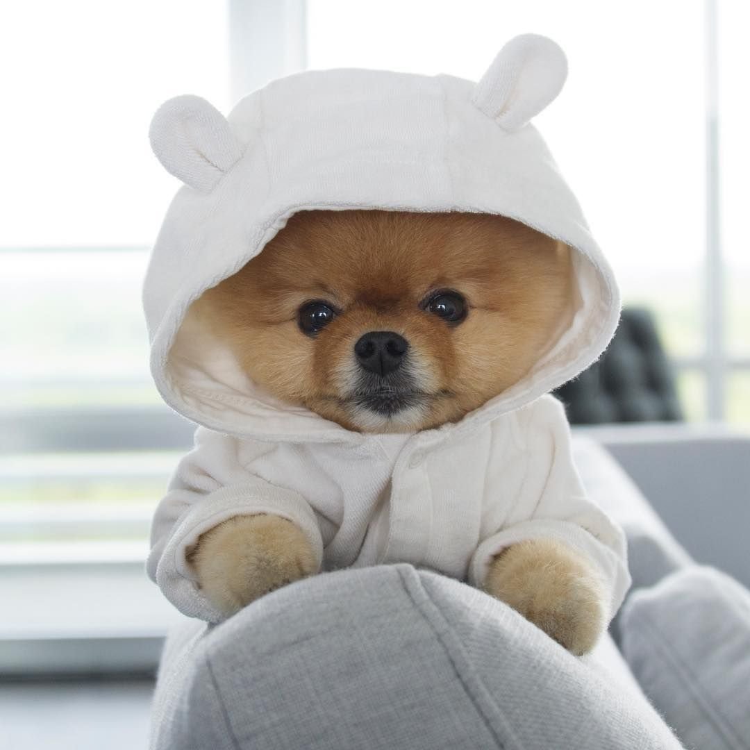 Померанский шпиц jiffpom белый