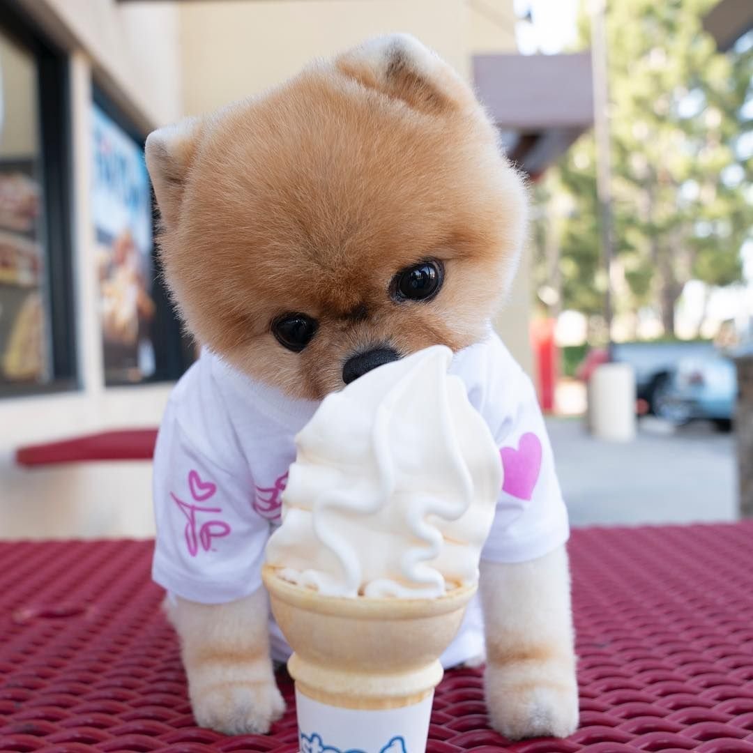 Померанский шпиц jiffpom