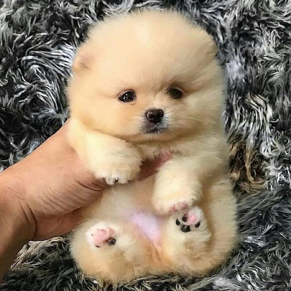 Карликовый шпиц Медвежонок