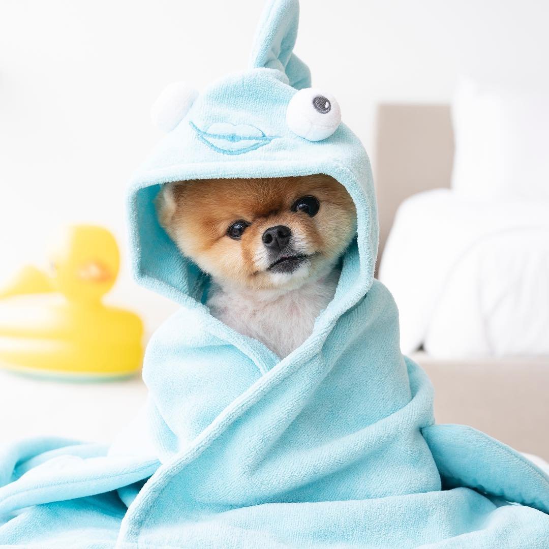 Померанский шпиц jiffpom белый