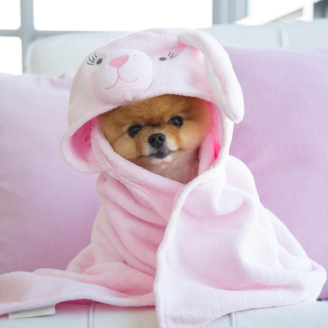 Шпиц в одежде