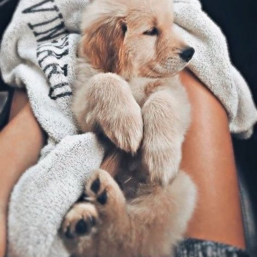 Фотосессия с ретривером