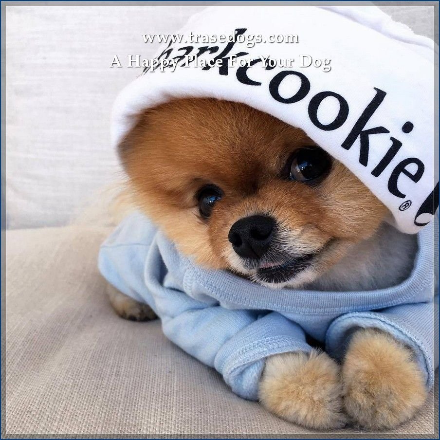 Супер милые собачки